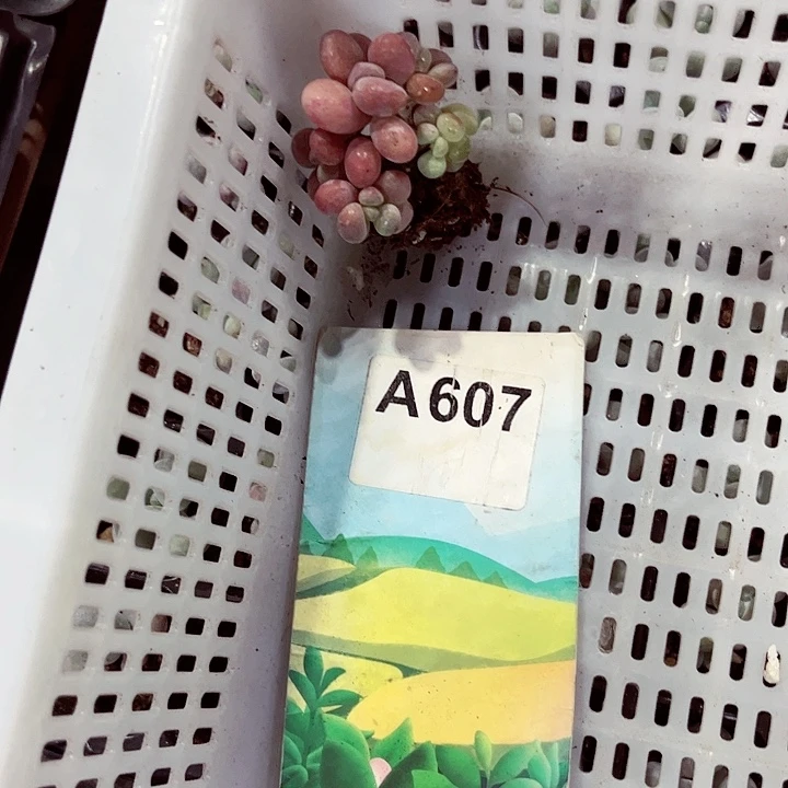 ?***?607密密麻麻密密麻麻