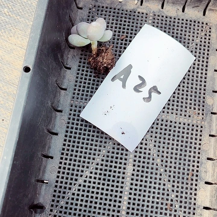 猪**仔25密密麻麻买买买