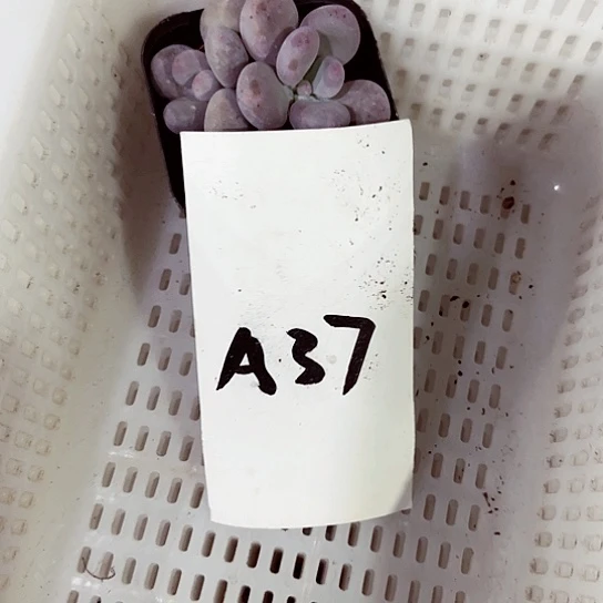 来****狗37mmmmmm名密密麻麻吗