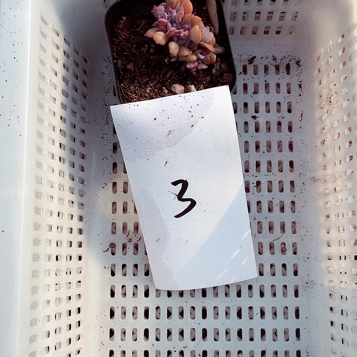 爱***3密密麻麻买买买