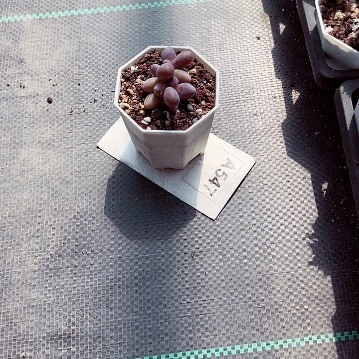 Y***格547密密麻麻密密麻麻