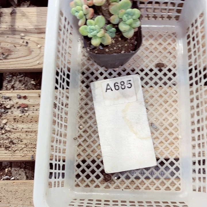 童*?685密密麻麻密密麻麻