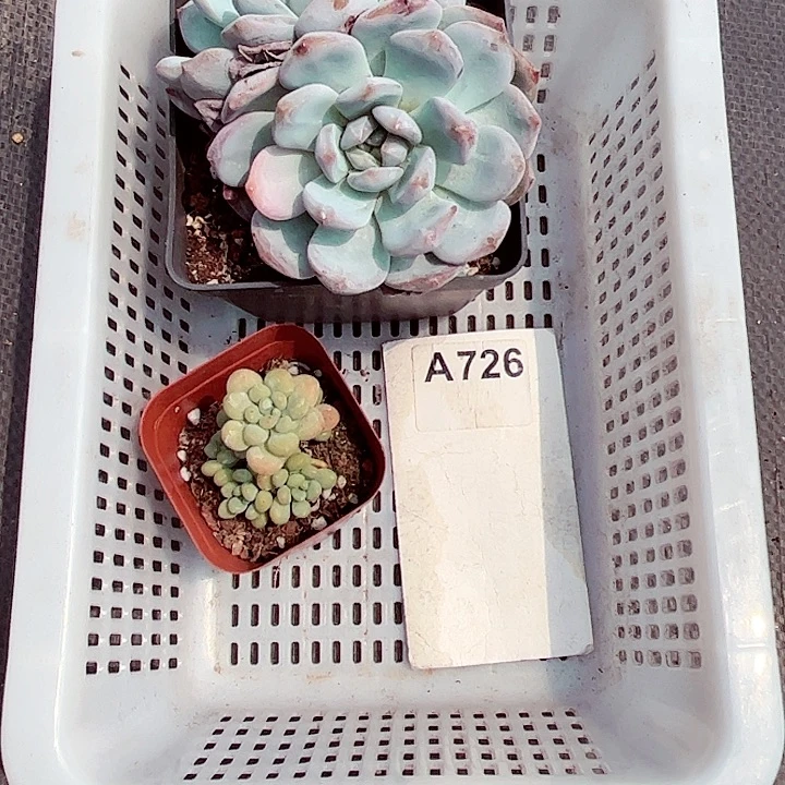 吖*726密密麻麻密密麻麻