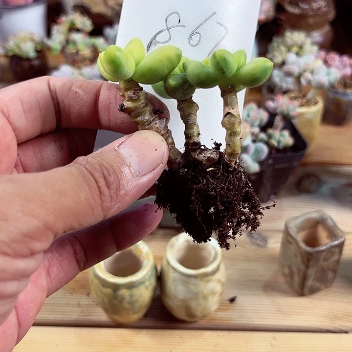 用****6867密密麻麻买买买