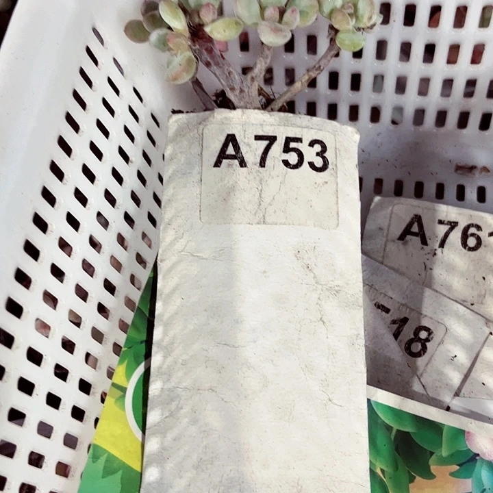 专***?753密密麻麻密密麻麻吗