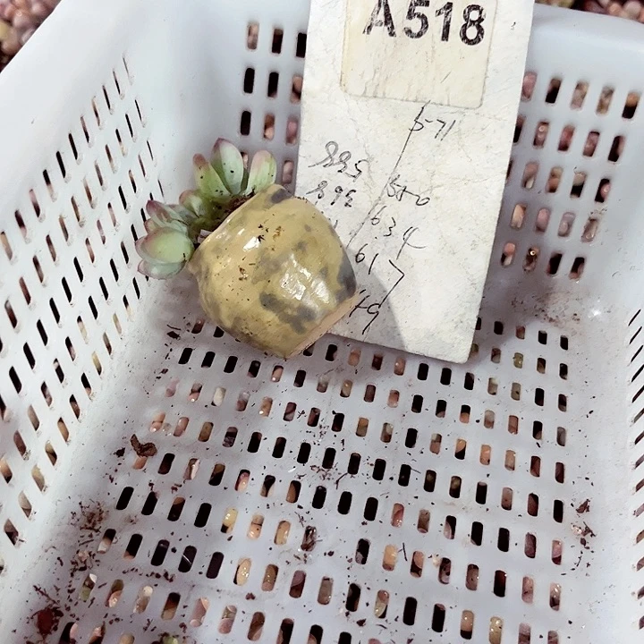 小**儿518密密麻麻密密麻麻