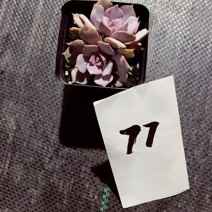 我****熊77密密麻麻买买买