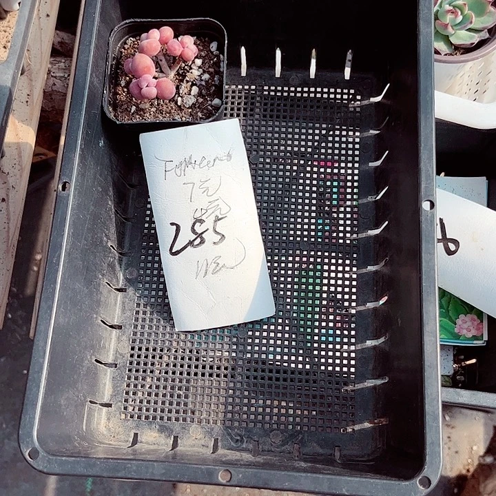 花***圆285密密麻麻密密麻麻吗