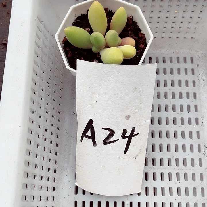 用****424密密麻麻密密麻麻