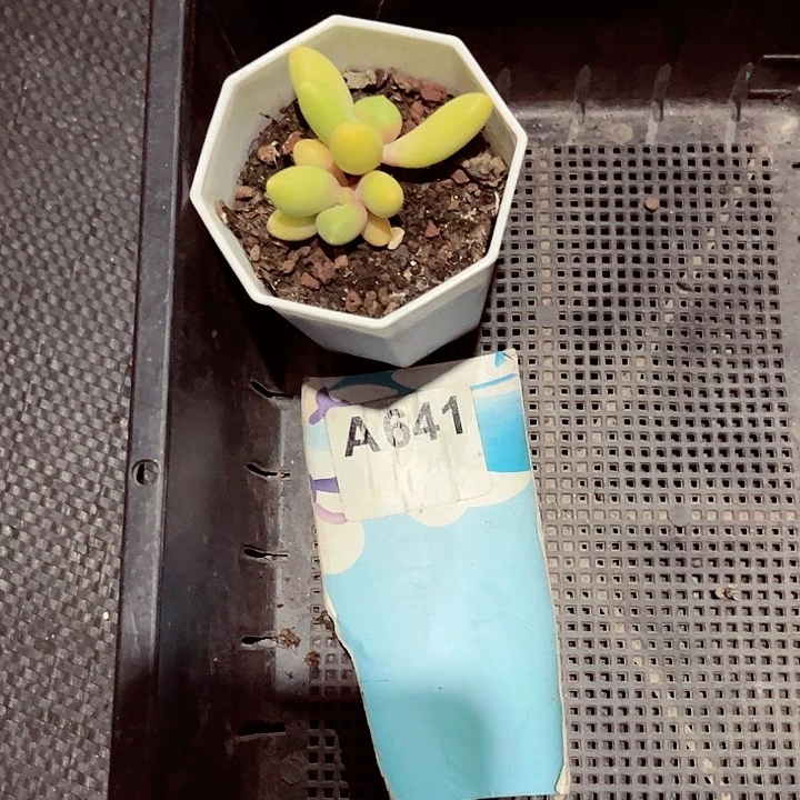 l***n641密密麻麻密密麻麻