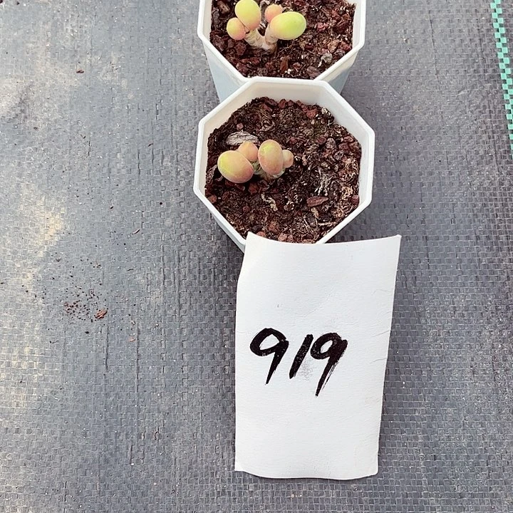 四*海919密密麻麻密密麻麻