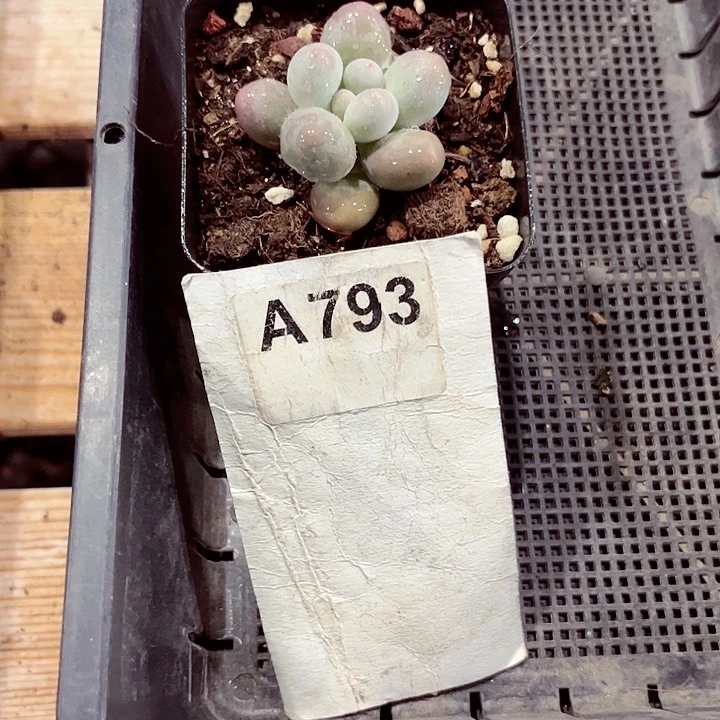 湫793密密麻麻密密麻麻吗