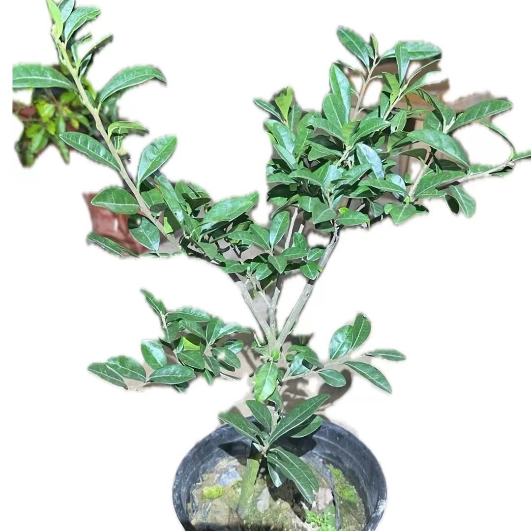 金弹子又名瓶兰花高端盆景