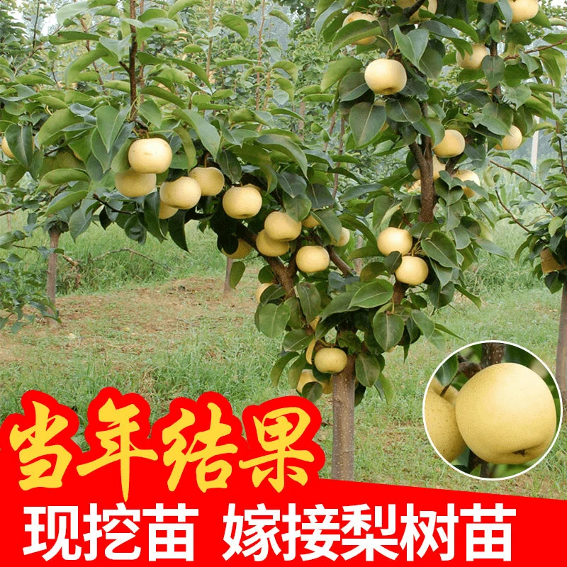梨树果苗嫁接秋月翠冠梨树丰水沙梨砀山梨盆栽地栽当年结果梨树苖