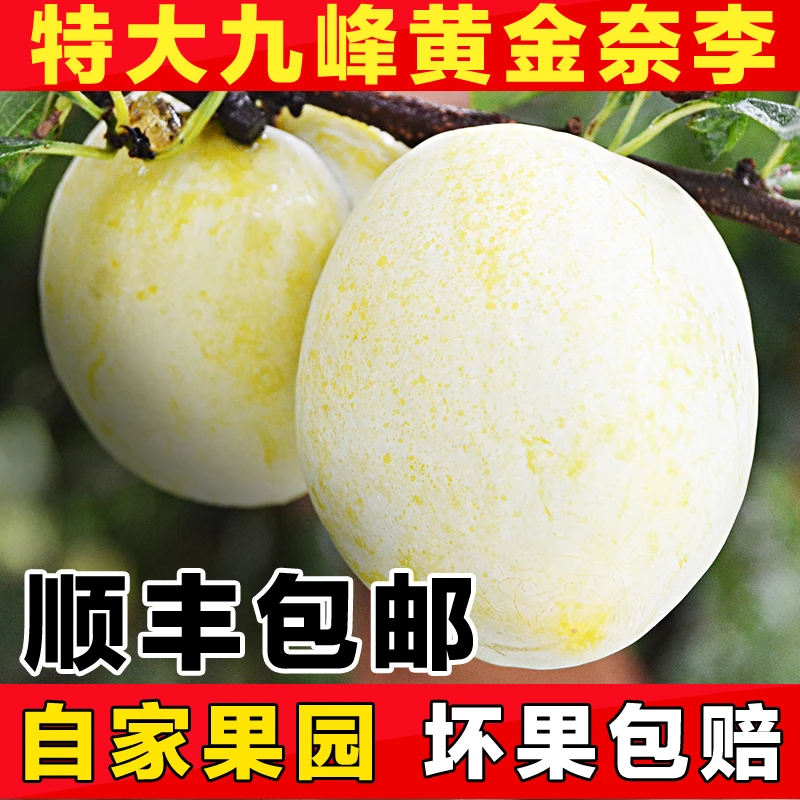 正宗乐昌九峰山黄金奈李 新鲜冰糖蜂蜜李子 脆甜三华李子 3斤