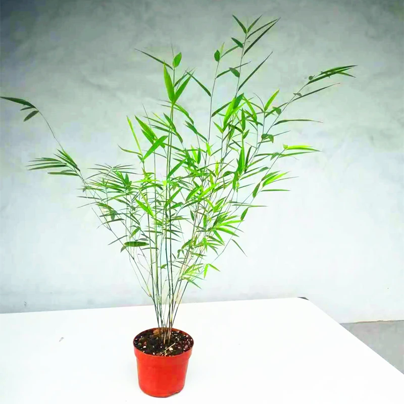 【桀婧花卉】直播间一物一拍花卉绿植网红竹子盆栽