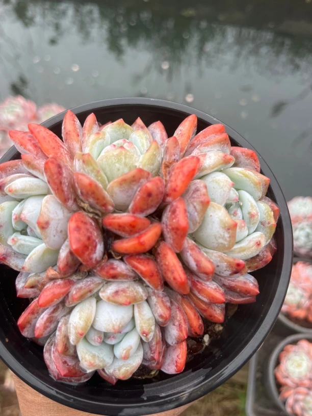 （满15包邮）四头石榴籽，老桩星影