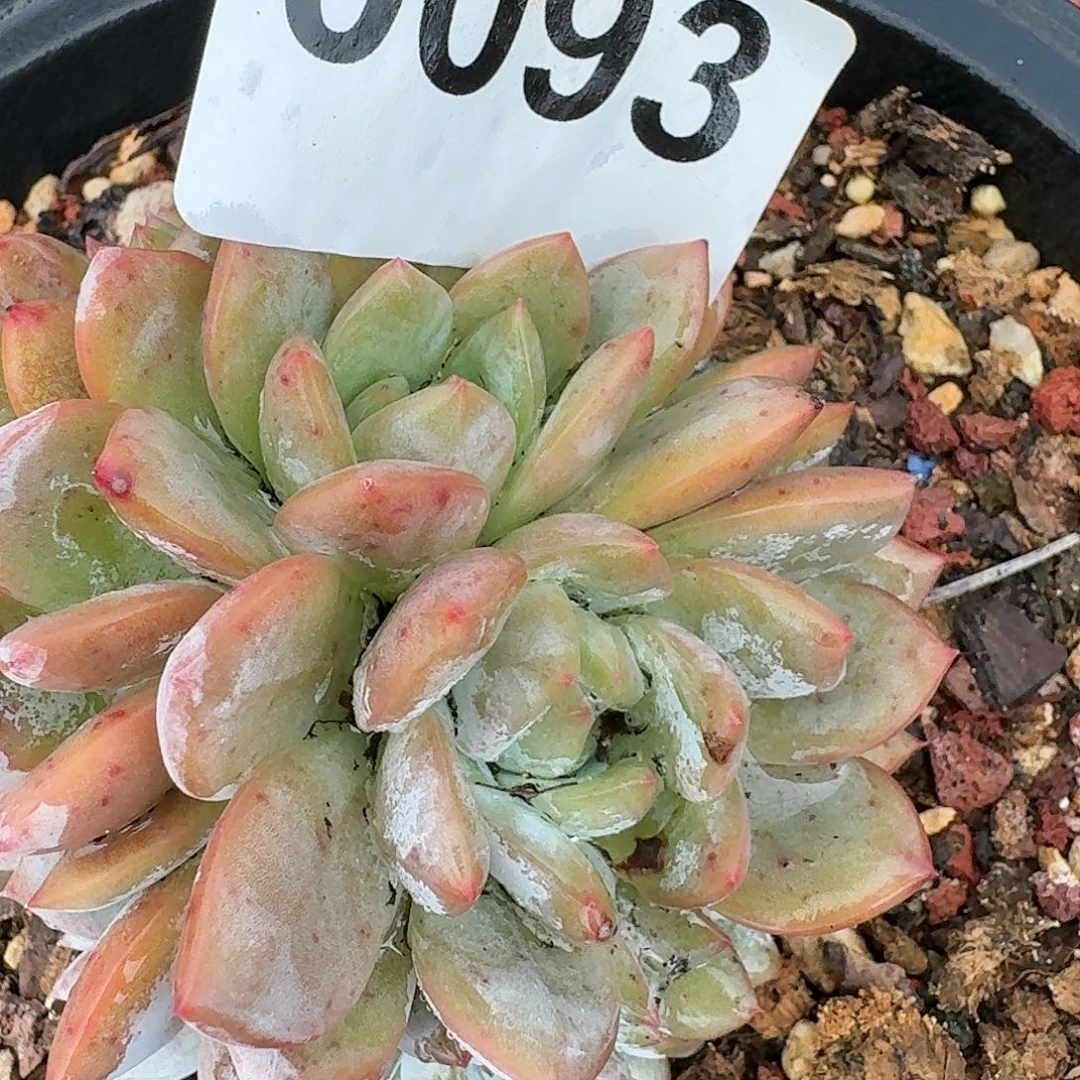 小*迹1566666699999999999999