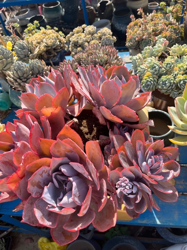 老桩多肉，一物一拍晾根5天发货，脱土不退