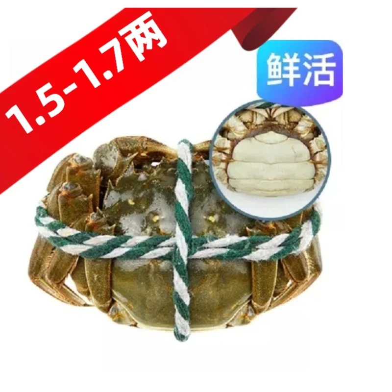 「8只装」鲜活母蟹1.5-1.7两 8只