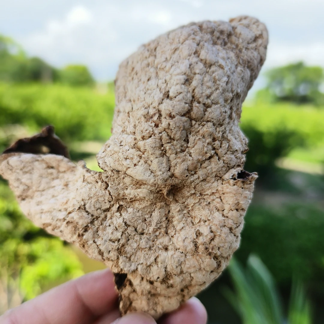 【2019年梅江圈枝】新会陈皮梅江产区自然生晒干仓陈化大红皮