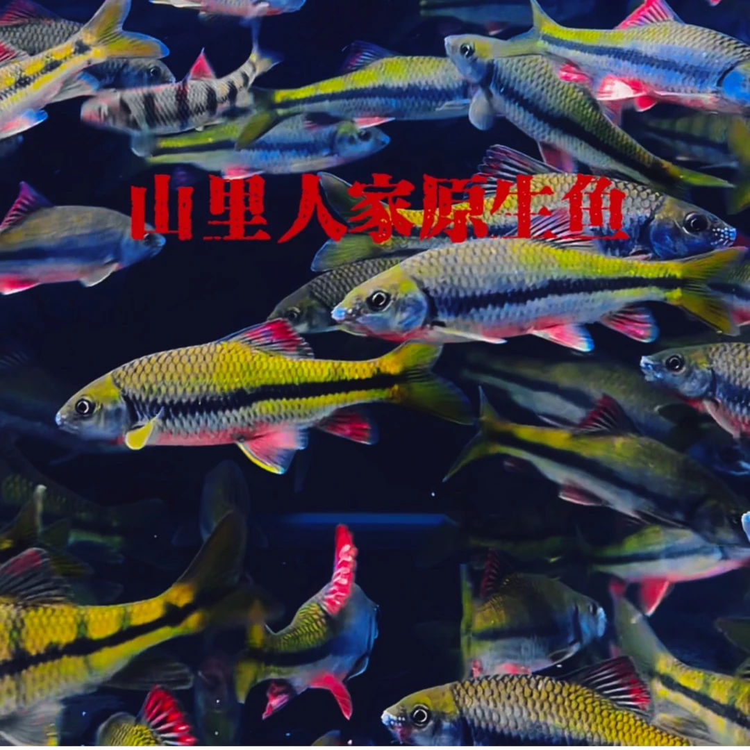 红腹石斑鱼溪流公石斑鱼光唇鱼原生鱼活体发色观赏鱼冷水鱼淡水鱼