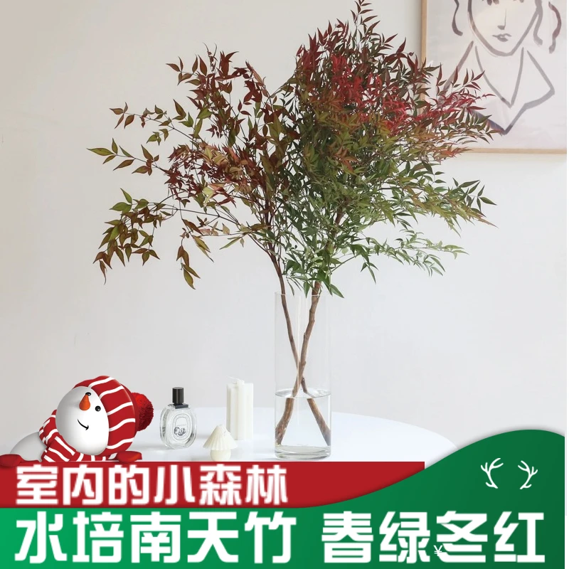 【拍一发三】火焰南天竹ins风水培植物鲜切枝室内客厅水养桌面盆栽