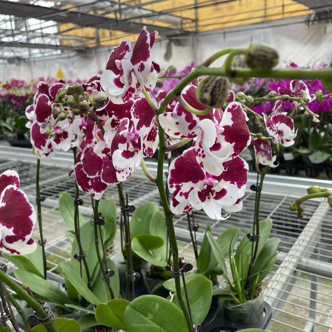 【叶片瑕疵一千零一夜精品蝴蝶兰】室内高端花卉基地直发