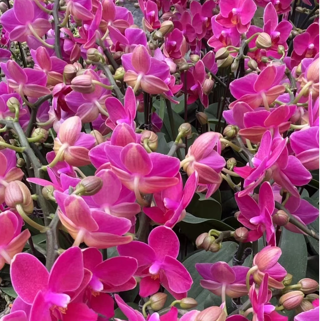 【留恋精品蝴蝶兰】3.5寸高端室内花卉基地直发开花夏季