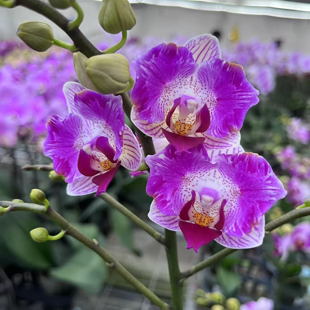 【风铃3.5寸精品蝴蝶兰】室内高端花卉基地直发