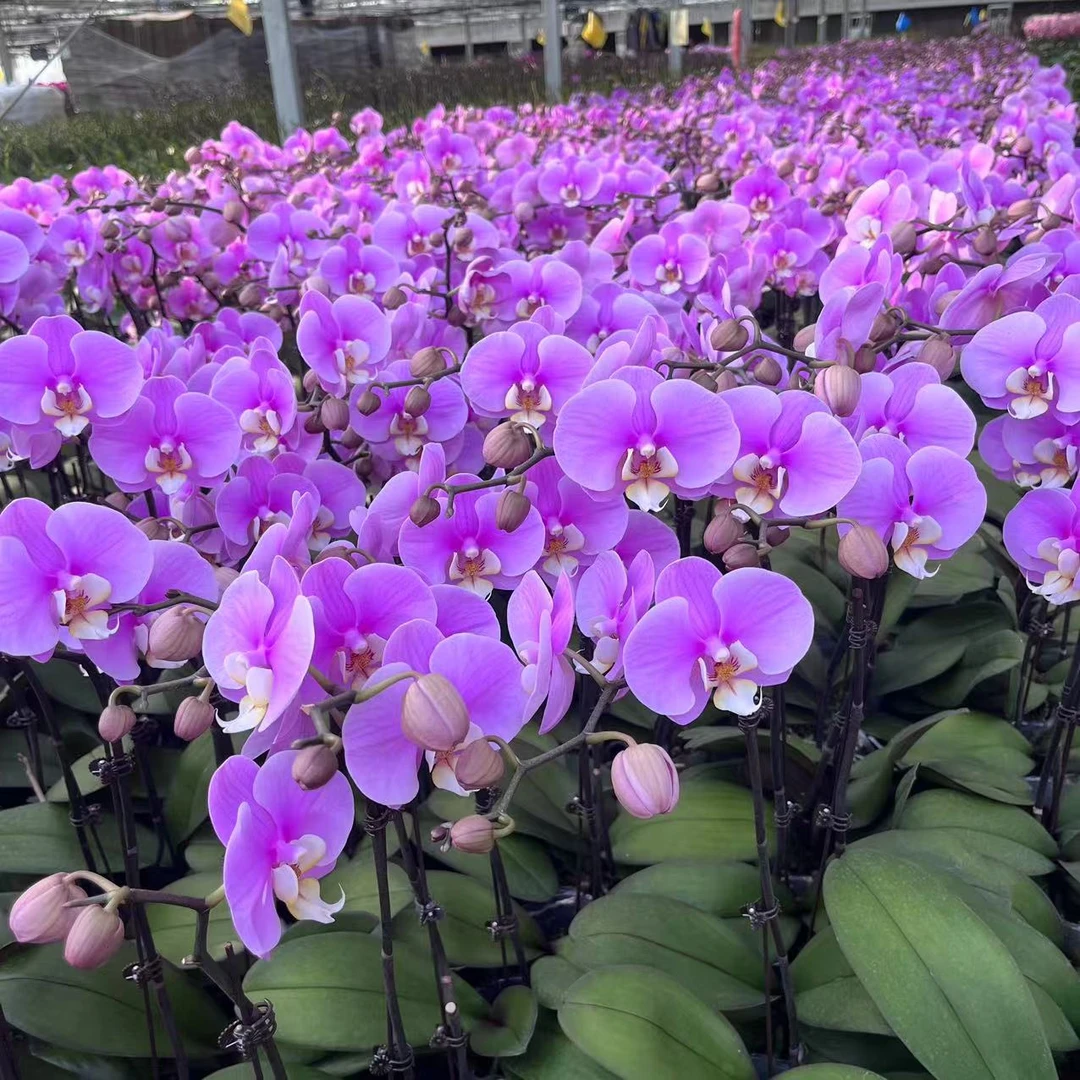 【安娜精品蝴蝶兰】基地直发