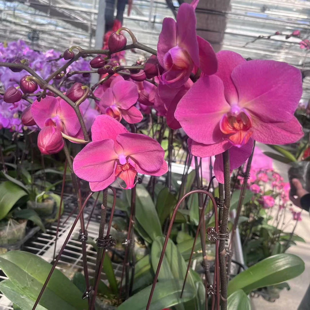 【红苹果3.5寸精品蝴蝶兰】室内高端花卉基地直发开花夏季