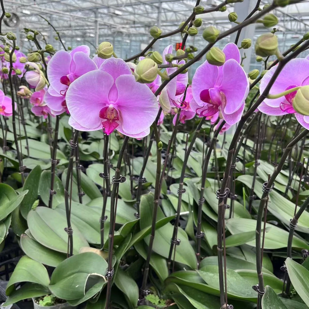 【温文尔雅3.5寸精品蝴蝶兰】基地直发室内高端花卉