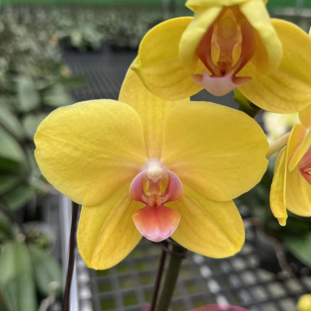 【可达鸭3.0寸精品蝴蝶兰】室内高端花卉基地直发