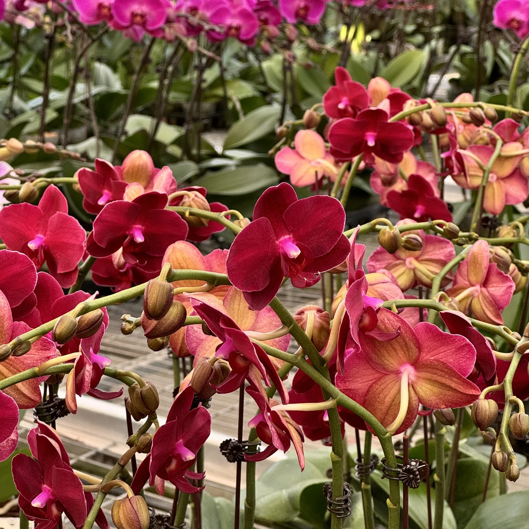 【拉菲3.5寸精品蝴蝶兰】室内高端花卉基地直发