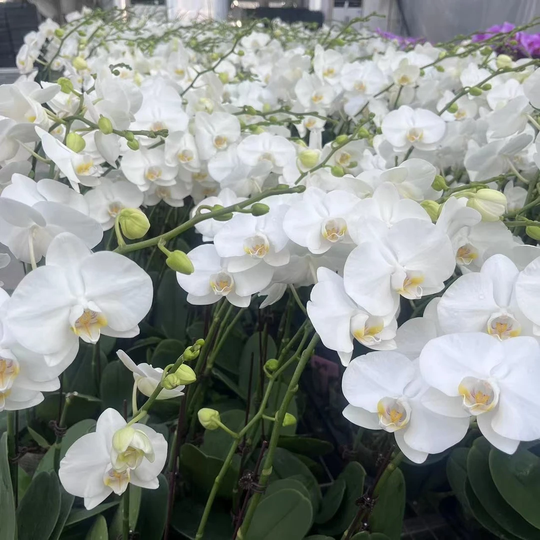 【全盛开阿玛3.0寸精品蝴蝶兰】高端室内花卉