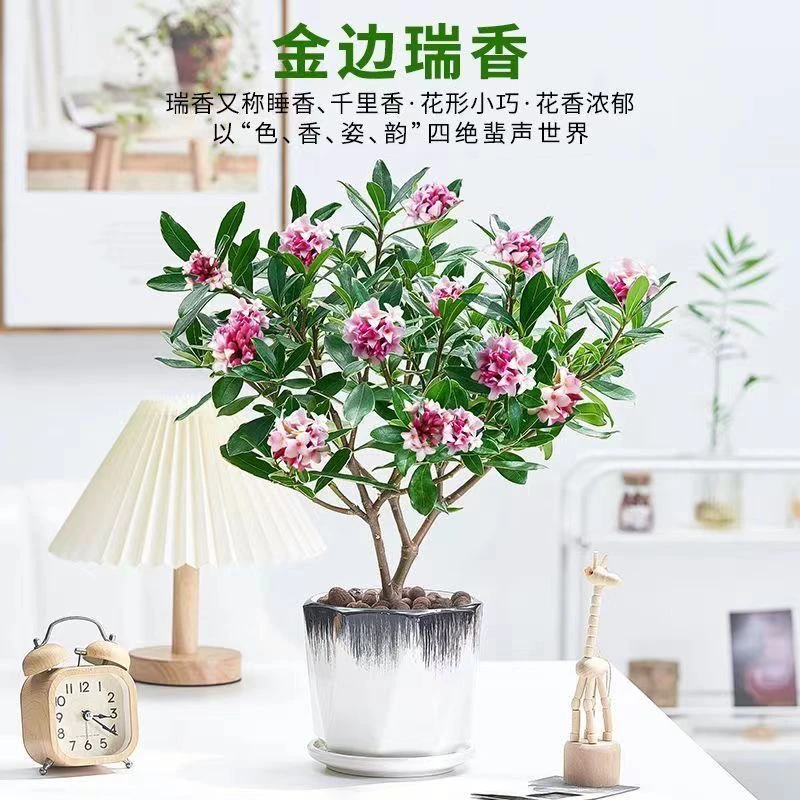 【老桩苗】老桩金边瑞香盆栽带花苞年宵花