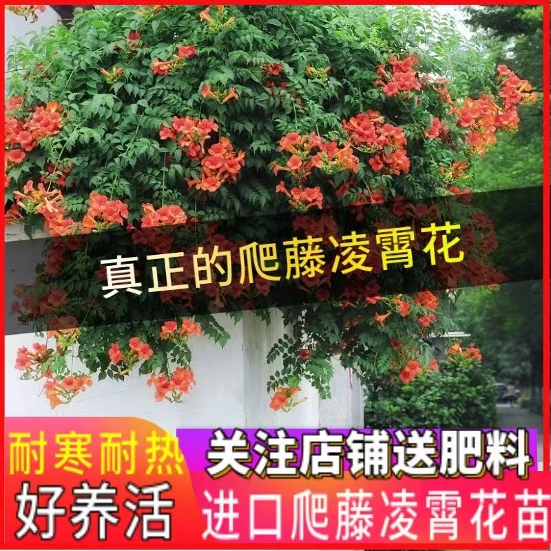 凌霄花苗爬藤爬墙耐寒花卉凌霄庭院造景绿化喇叭花苗