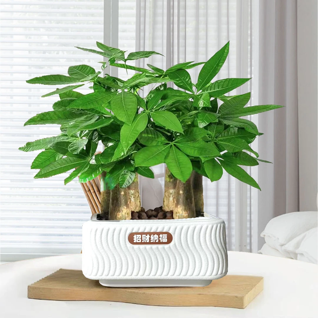 HZA新款发财树一盆6颗苗步步高升招财纳福盆室内绿植净化空气物
