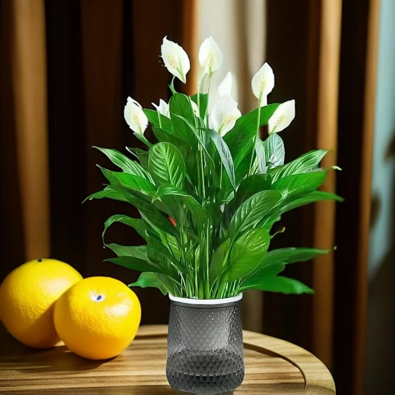 白掌四季开花白掌一帆风顺水培室内办公室客花卉绿植繁星