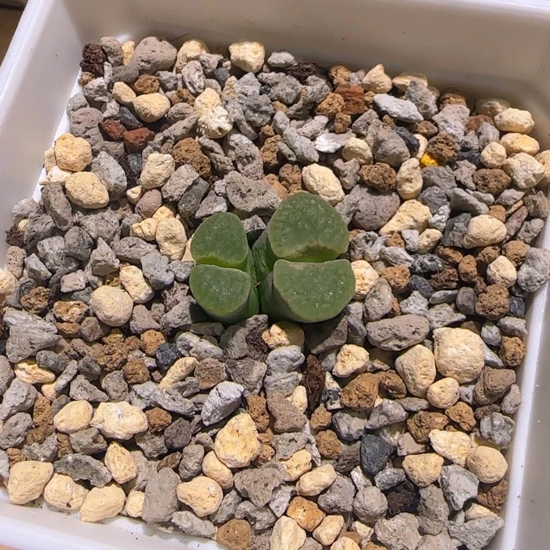 海王加双头磁铁多肉植物