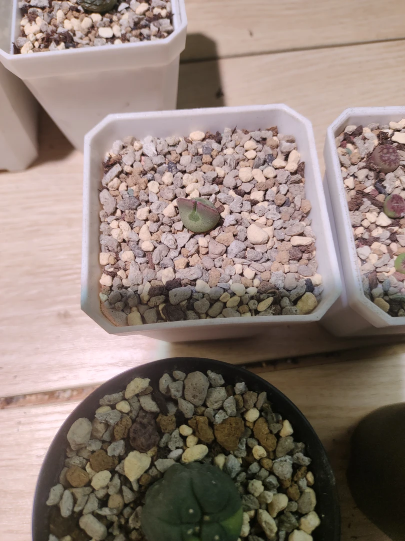 空蝉加海鲜锦多肉植物