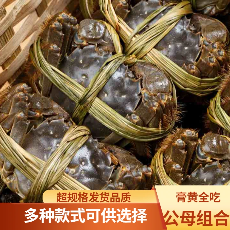 【活蟹公母】A大闸蟹 公4.8-4.5两母3.8-3.5两 5对 鲜活 顺丰包邮