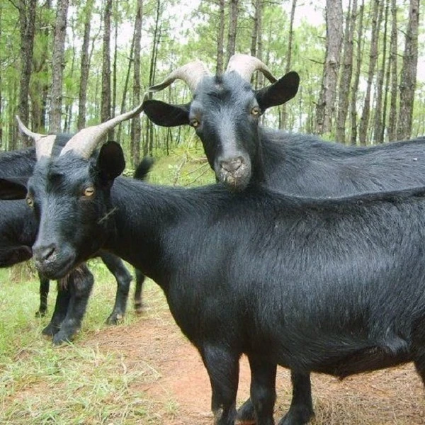 【直播间称重改价链接】怀集散养跑山羊/黑山羊 砍件断骨不支持退款