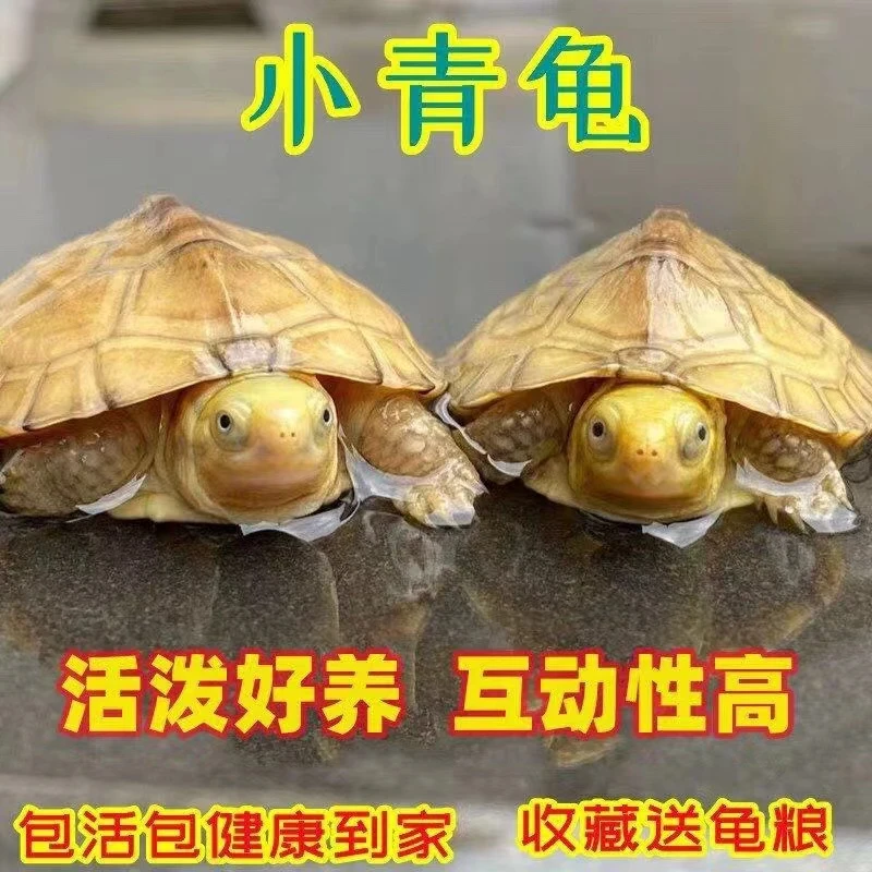 宠千贝广东纯种三黄小青黄喉拟水龟观赏龟苗宠物乌龟活体发色金钱