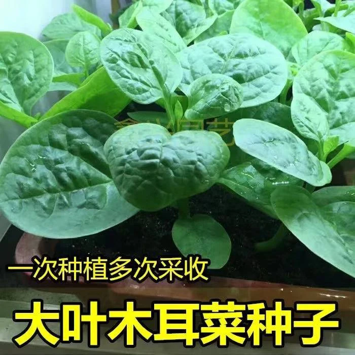 大叶木耳菜种子盆栽庭院阳台种植爬藤菜籽盆栽易种四季播蔬菜家庭