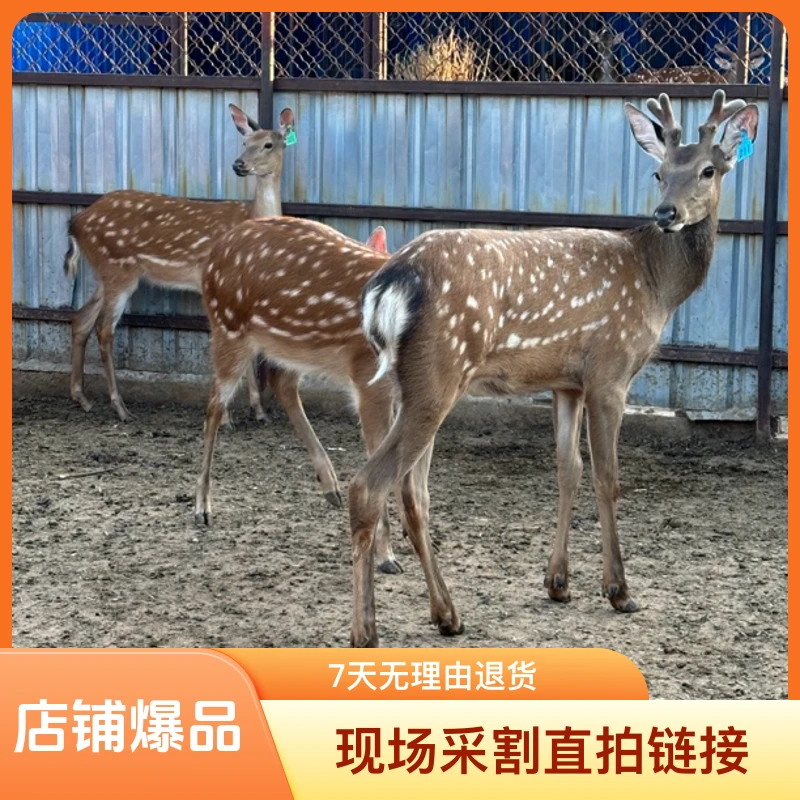 李姐家鹿场现场采割直拍链接鹿茸荭