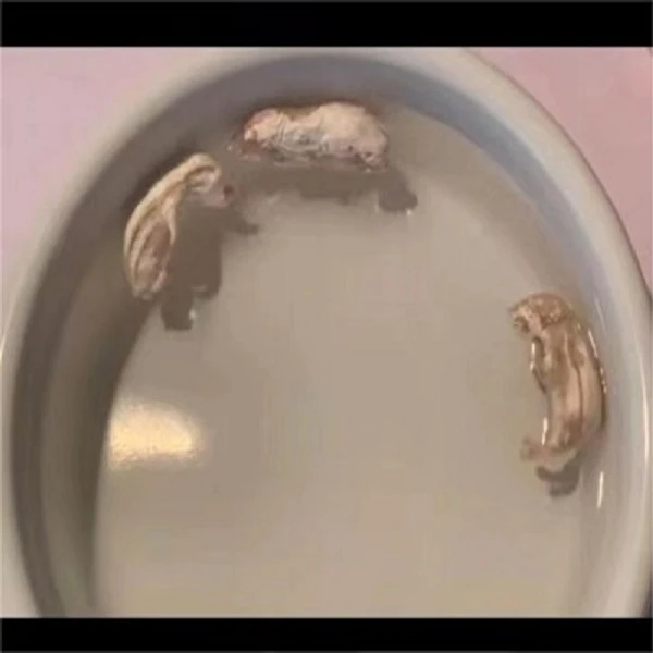 青岛大任富城畜牧有限公司纯天然无公害冻干乳鼠