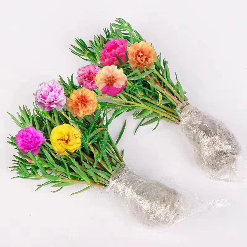 太阳花老桩重瓣花苗带根绿植盆栽花卉阳台室内庭院好养耐晒耐热