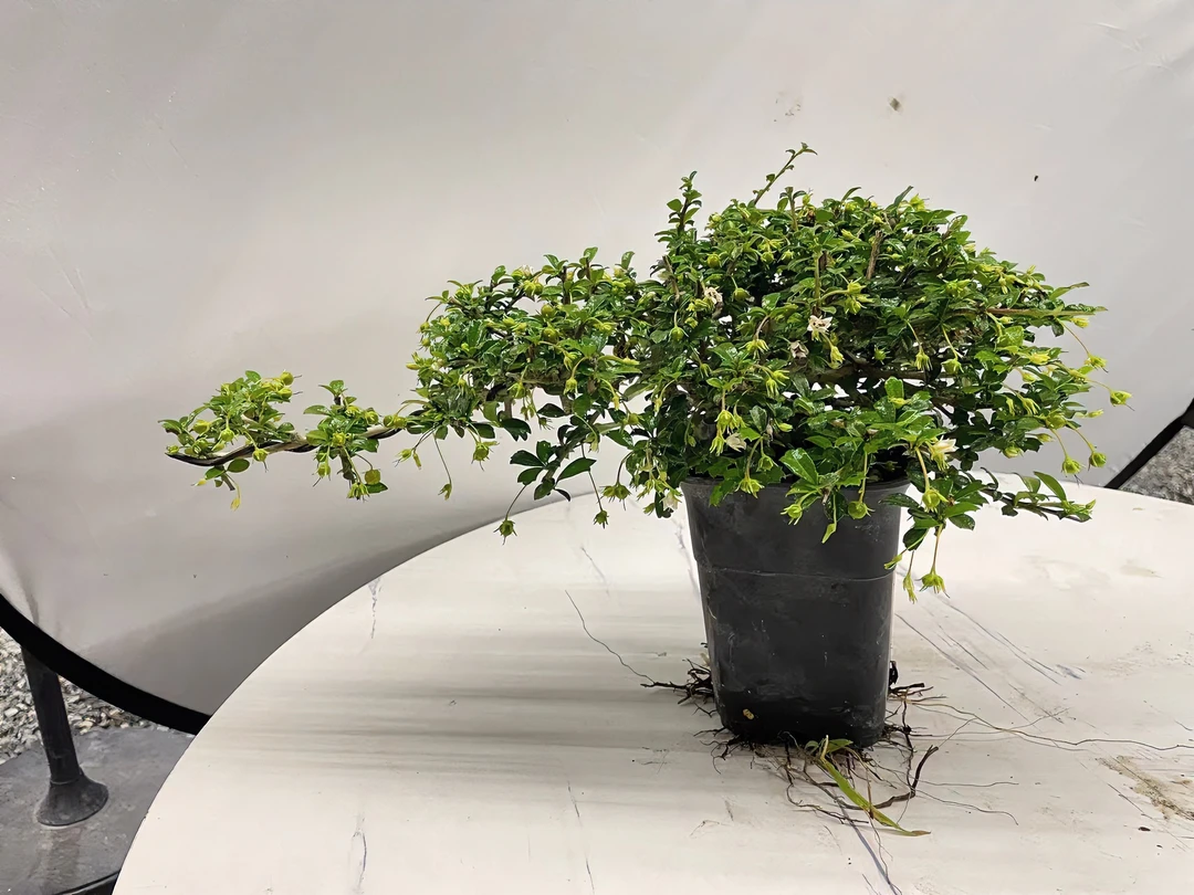 福建茶飘枝造型盆景办公桌书桌茶几绿植净化空气美观